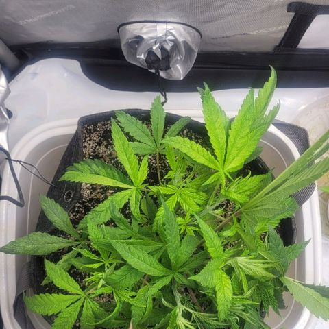 Kush Mintz #1 growlog timeline photo