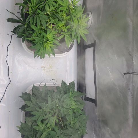 Kush Mintz #1 growlog timeline photo