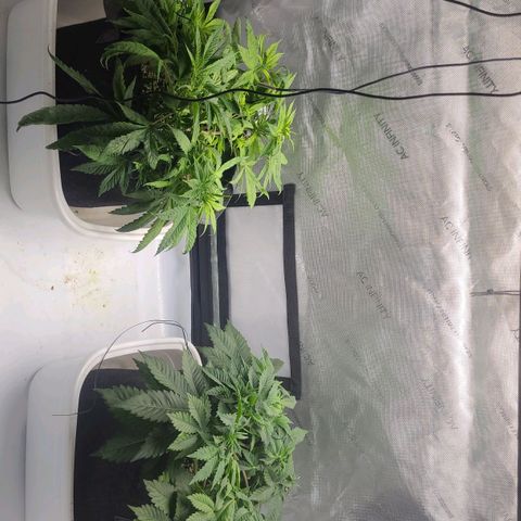 Kush Mintz #1 growlog timeline photo