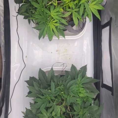 Kush Mintz #1 growlog timeline photo
