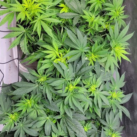 Kush Mintz #1 growlog timeline photo