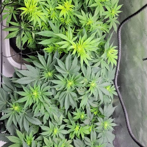 Kush Mintz #1 growlog timeline photo