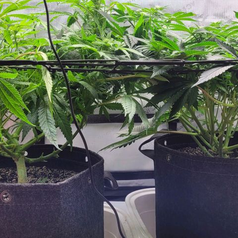 Kush Mintz #1 growlog timeline photo