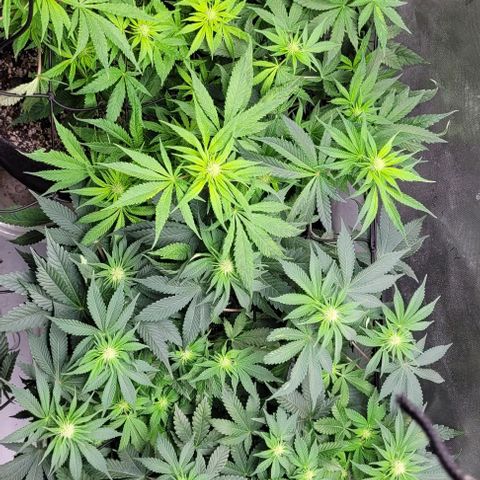 Kush Mintz #1 growlog timeline photo