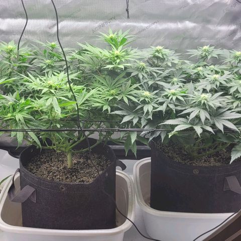 Kush Mintz #1 growlog timeline photo