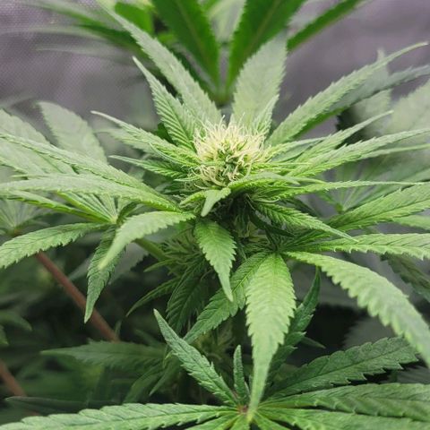 Kush Mintz #1 growlog timeline photo