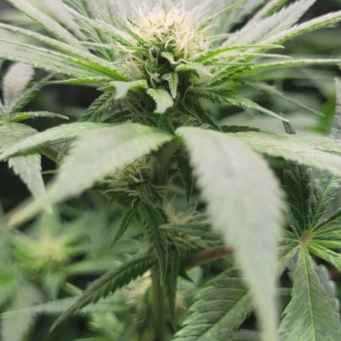 Kush Mintz #1 growlog timeline photo