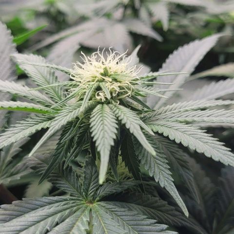 Kush Mintz #1 growlog timeline photo