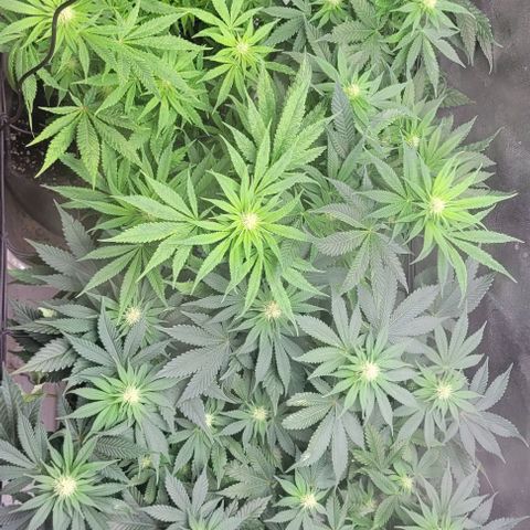 Kush Mintz #1 growlog timeline photo
