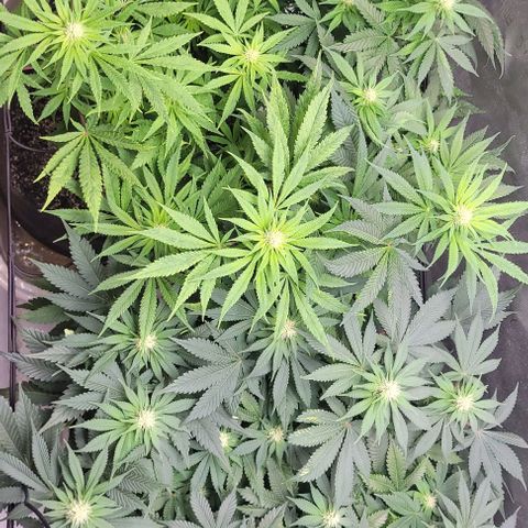 Kush Mintz #1 growlog timeline photo
