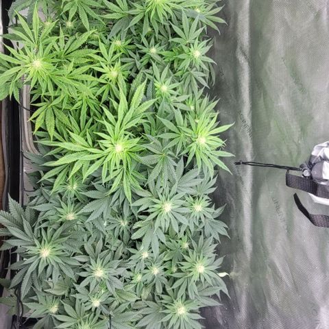 Kush Mintz #1 growlog timeline photo