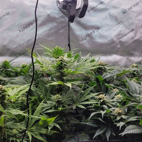 Kush Mintz #1 growlog timeline photo