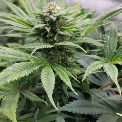 Kush Mintz #1 growlog timeline photo