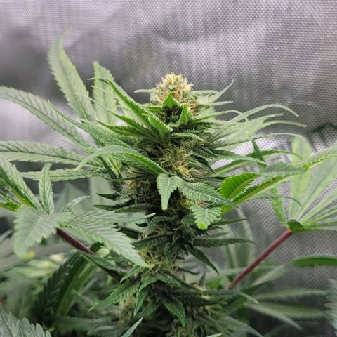 Kush Mintz #1 growlog timeline photo
