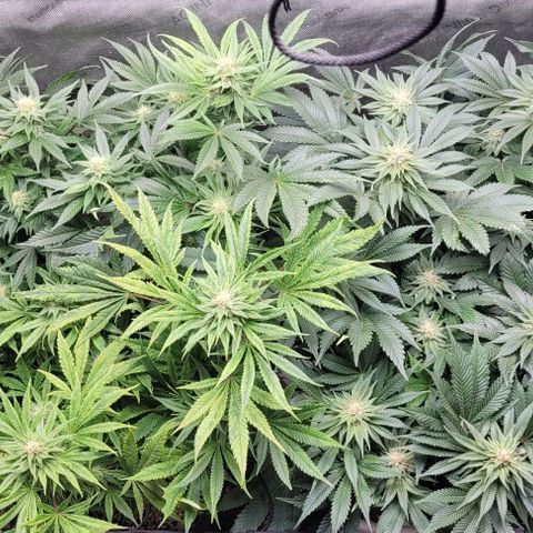 Kush Mintz #1 growlog timeline photo