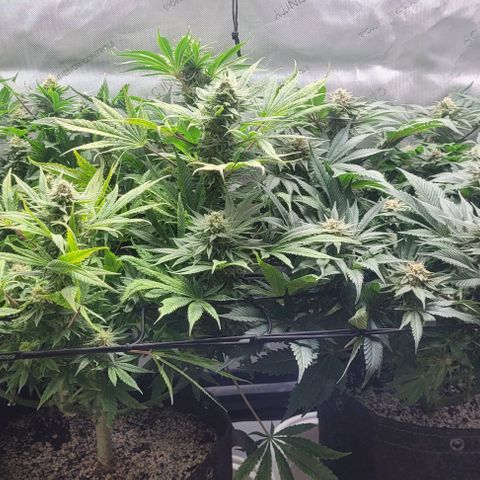 Kush Mintz #1 growlog timeline photo