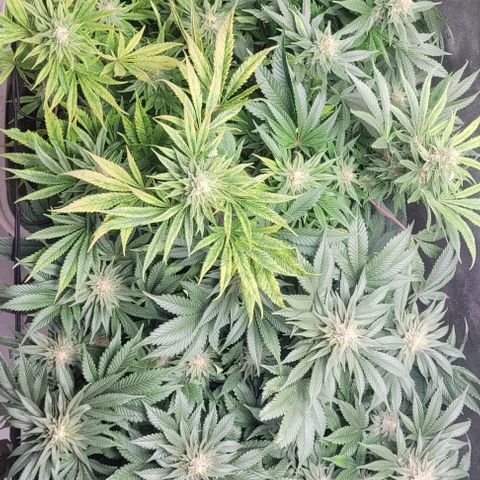 Kush Mintz #1 growlog timeline photo