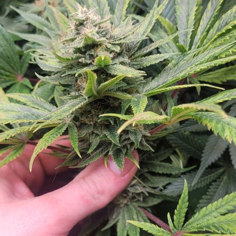 Kush Mintz #1 growlog timeline photo