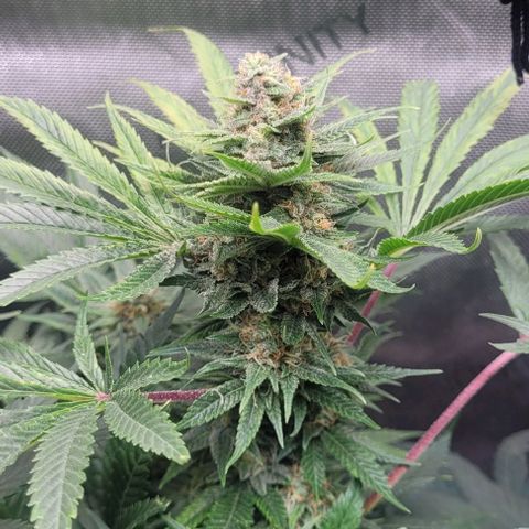 Kush Mintz #1 growlog timeline photo