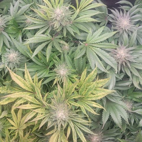 Kush Mintz #1 growlog timeline photo