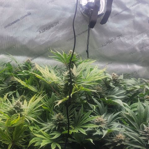 Kush Mintz #1 growlog timeline photo