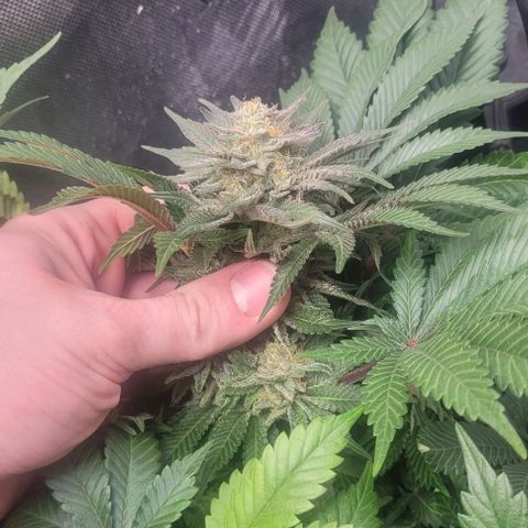 Kush Mintz #1 growlog timeline photo