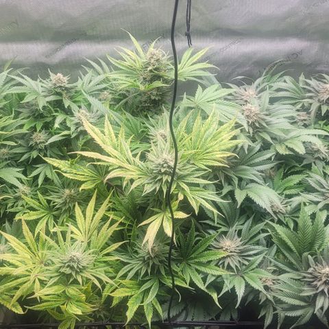 Kush Mintz #1 growlog timeline photo