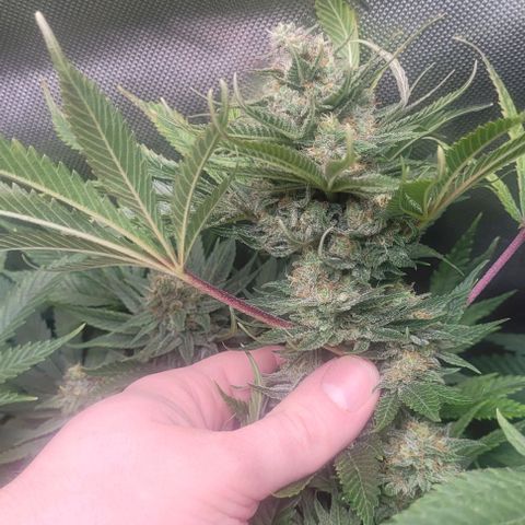 Kush Mintz #1 growlog timeline photo