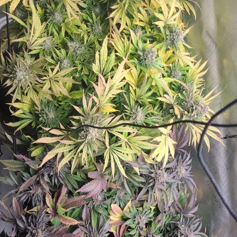 Kush Mintz #1 growlog timeline photo