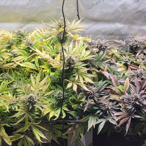 Kush Mintz #1 growlog timeline photo