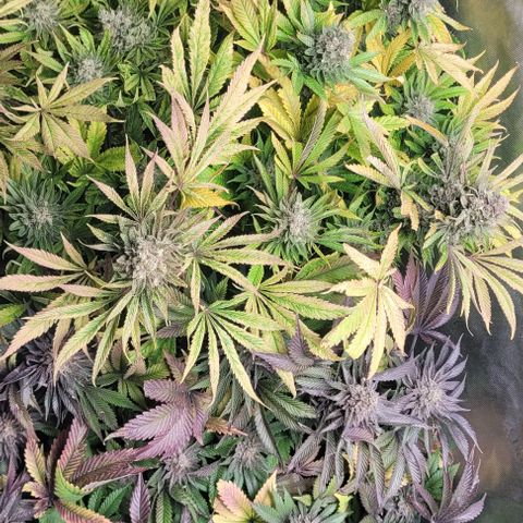 Kush Mintz #1 growlog timeline photo