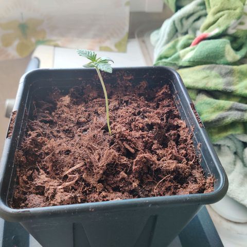 Pineapple kush  growlog timeline photo