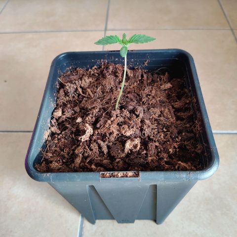 Pineapple kush  growlog timeline photo
