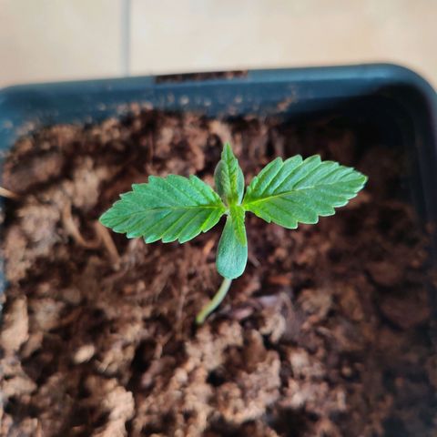 Pineapple kush  growlog timeline photo
