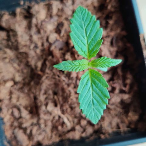 Pineapple kush  growlog timeline photo