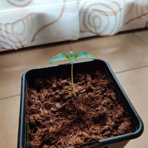 Pineapple kush  growlog timeline photo