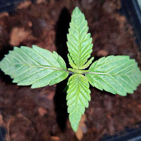 Pineapple kush  growlog timeline photo