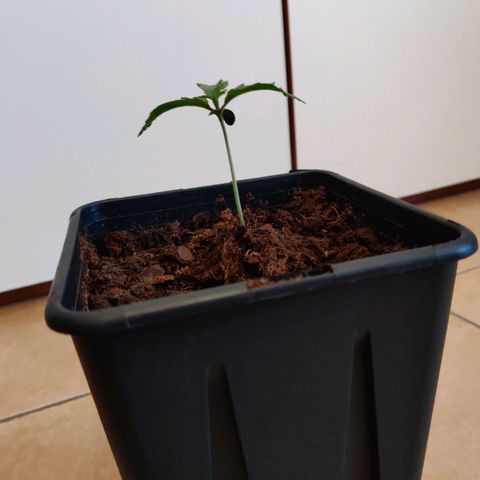 Pineapple kush  growlog timeline photo