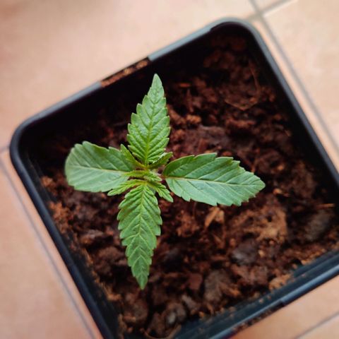 Pineapple kush  growlog timeline photo
