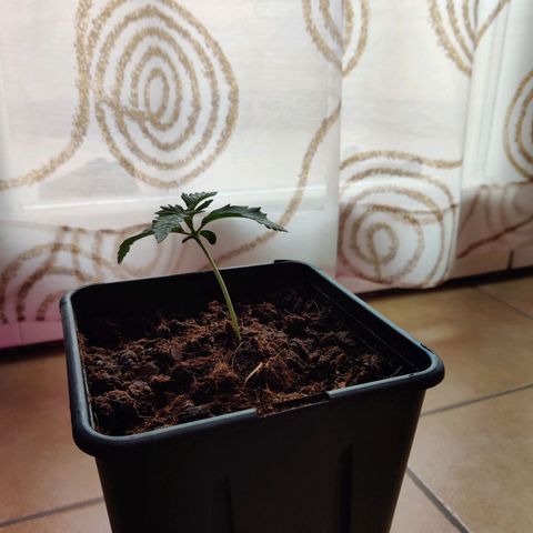 Pineapple kush  growlog timeline photo