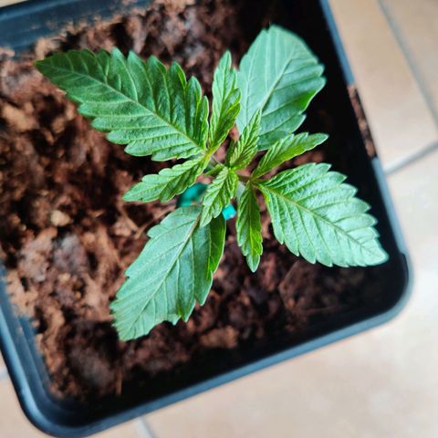 Pineapple kush  growlog timeline photo