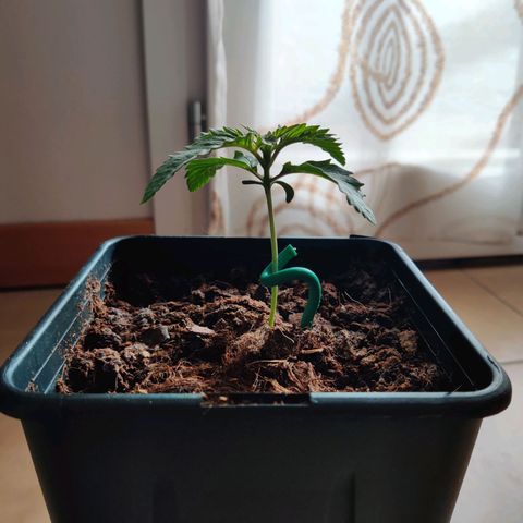 Pineapple kush  growlog timeline photo