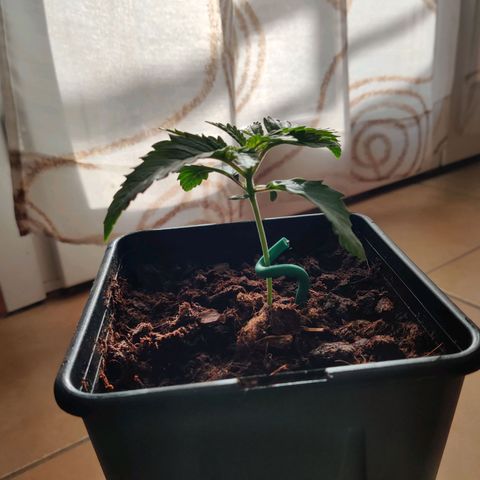 Pineapple kush  growlog timeline photo