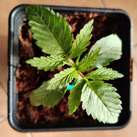 Pineapple kush  growlog timeline photo