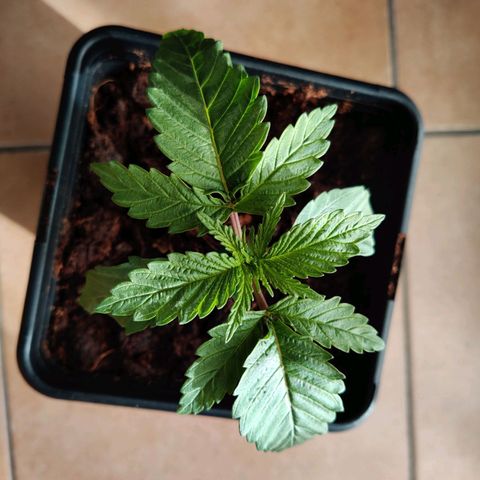 Pineapple kush  growlog timeline photo