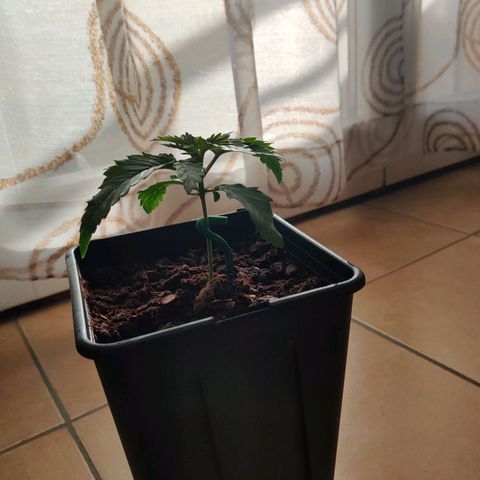 Pineapple kush  growlog timeline photo