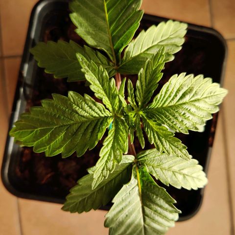 Pineapple kush  growlog timeline photo