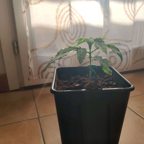 Pineapple kush  growlog timeline photo