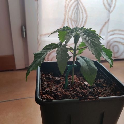 Pineapple kush  growlog timeline photo