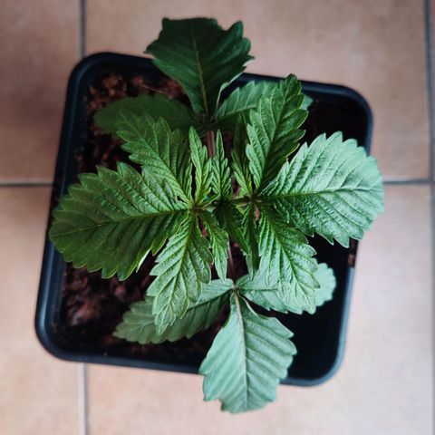 Pineapple kush  growlog timeline photo